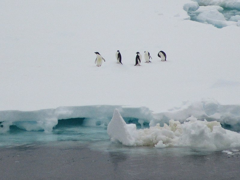 Kam priklauso Antarktida?