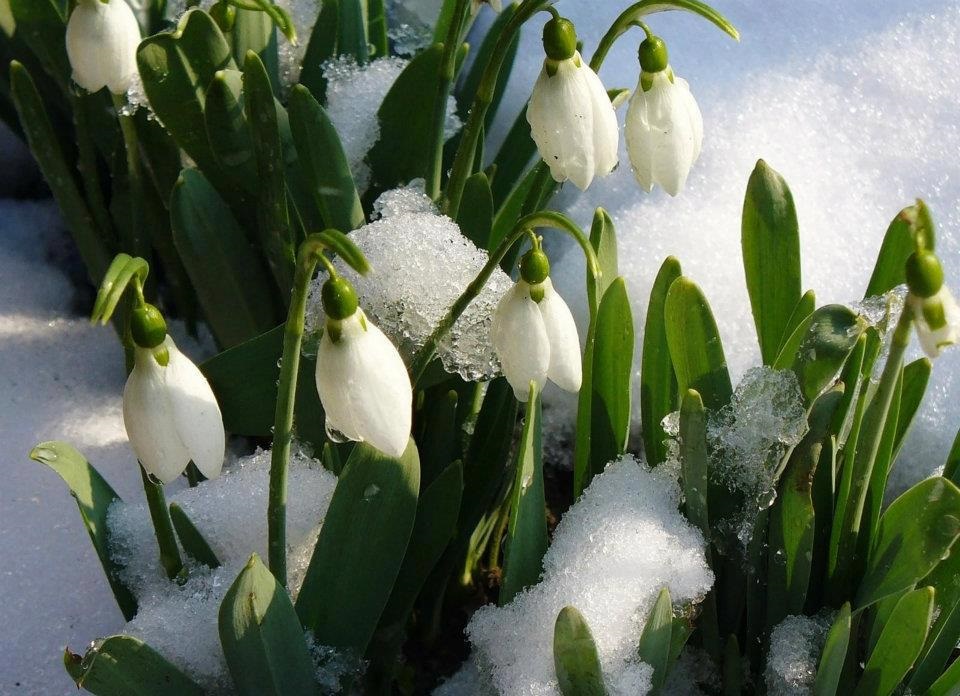 Snieguolės sniege :: Atbundanti gamta pavasarį | 