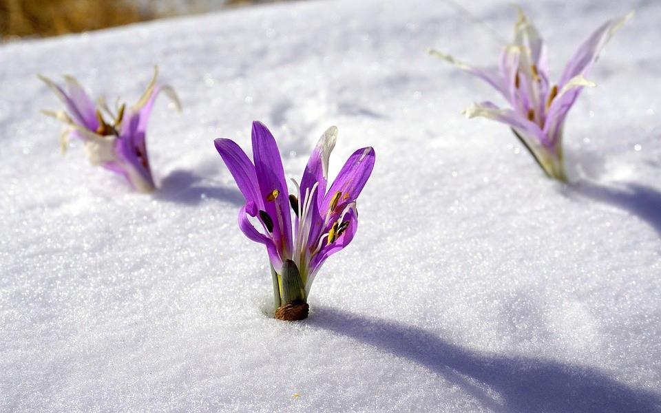 Krokai sniege :: Gražios nuotraukos su pavasarinėmis gėlėmis | pixabay.com