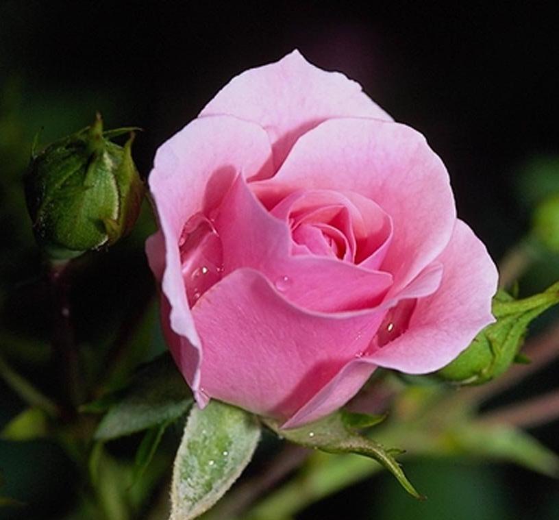 Rožė | Rosa