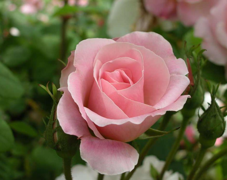 Rožė | Rosa