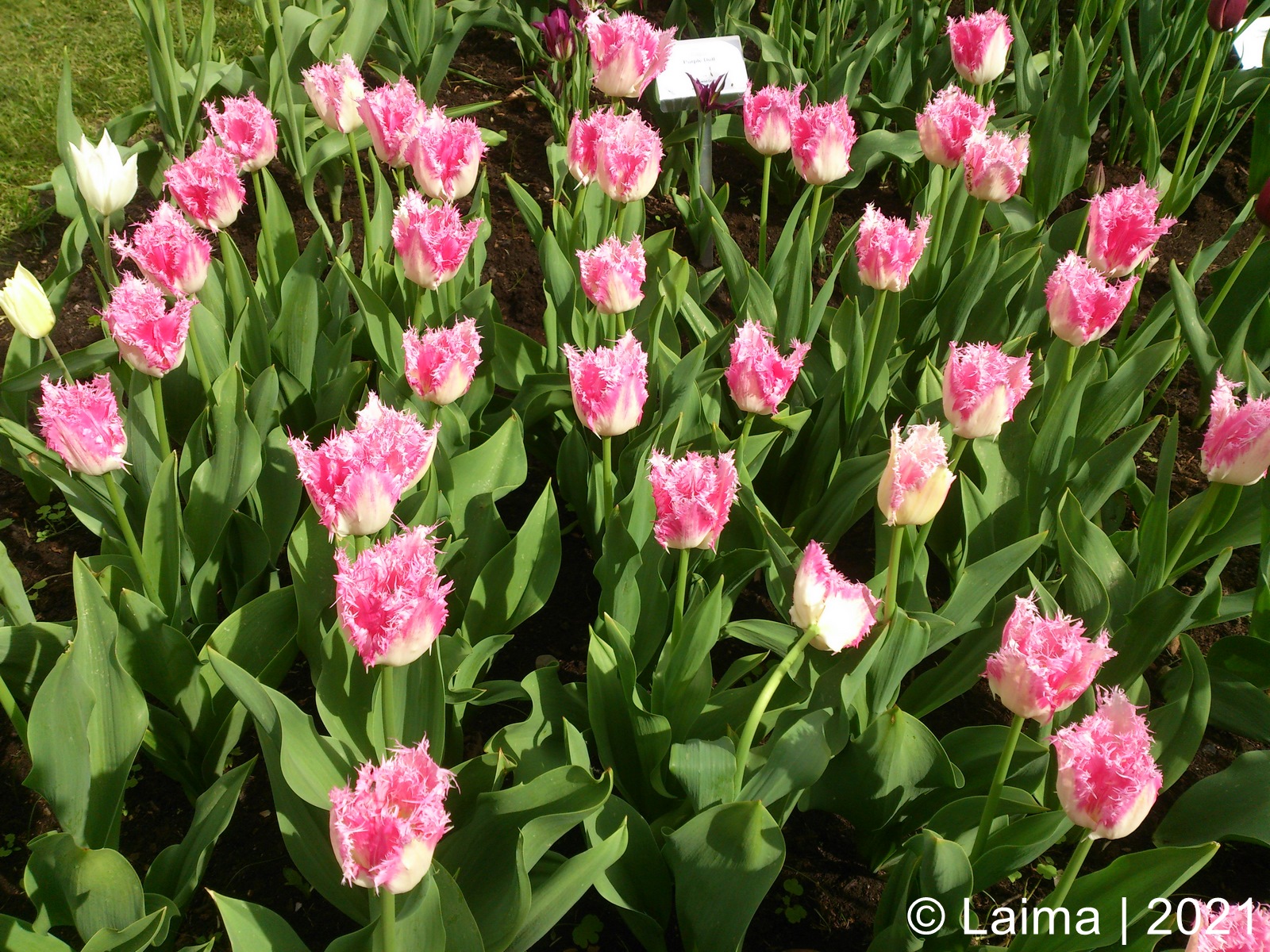 Tulpės | Tulipa | 2021 | Nuotraukos autorius: Laima