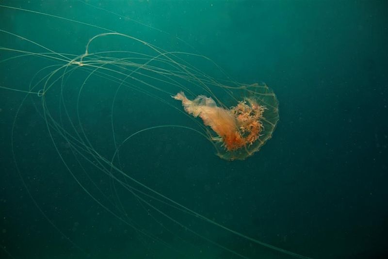 Box Jellyfish - Box Medūza