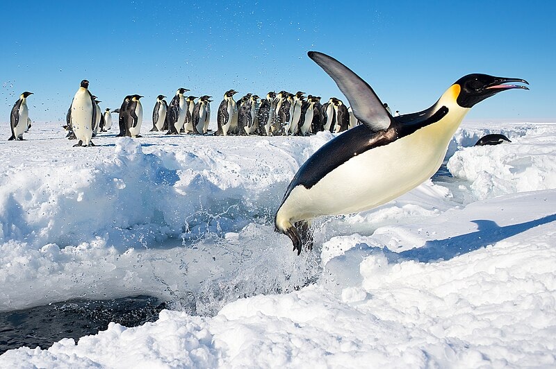 Pingvinas | Spheniscidae