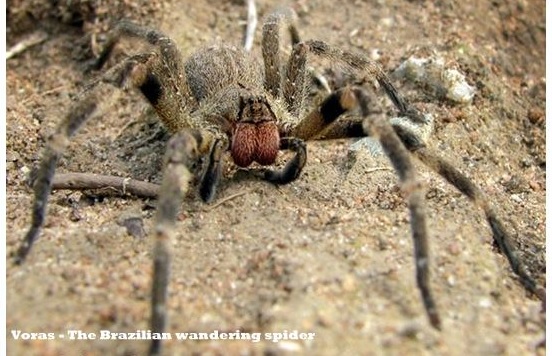 The Brazilian wandering spider