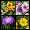 Įvairios gėlės nuotraukose :: Gražios nuotraukos su gėlėmis