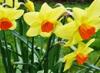 Narcizai :: Narcissus :: Gėlės mūsų gyvenime