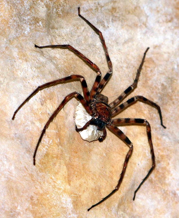 Didžiausias voras pasaulyje