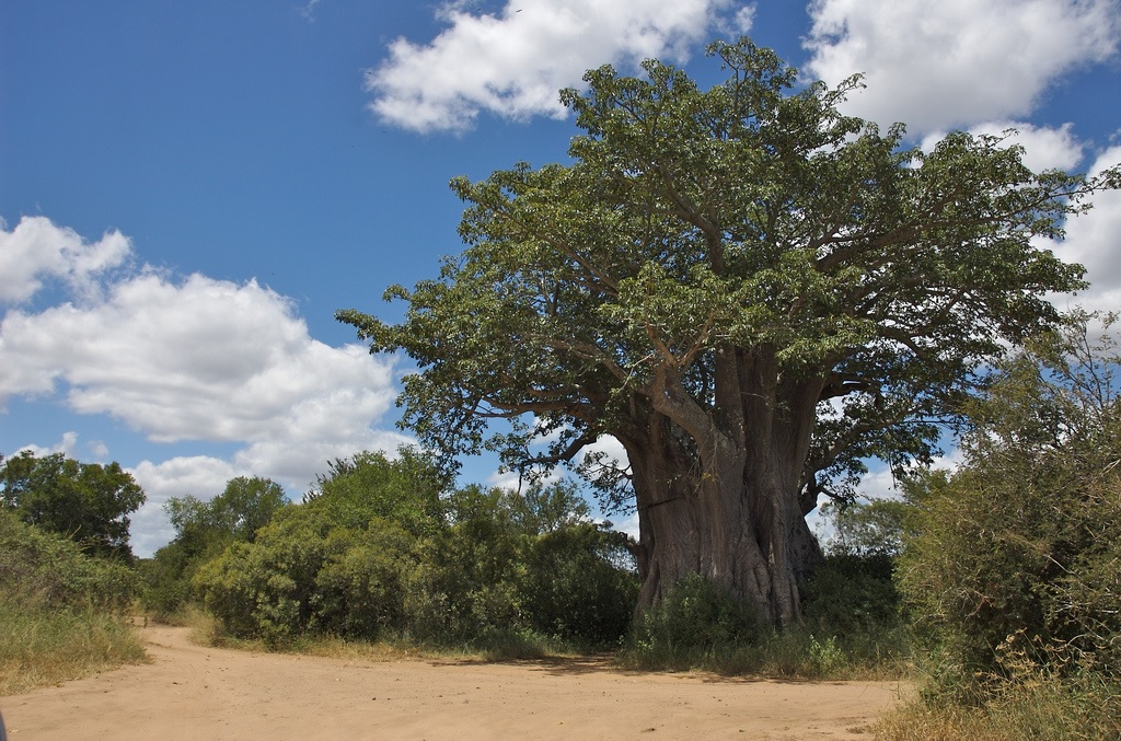Tikrasis baobabas Glencoe Baobab 2008 metais