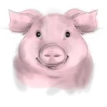 Anekdotai apie kiaules