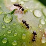 Anekdotai apie skruzdles