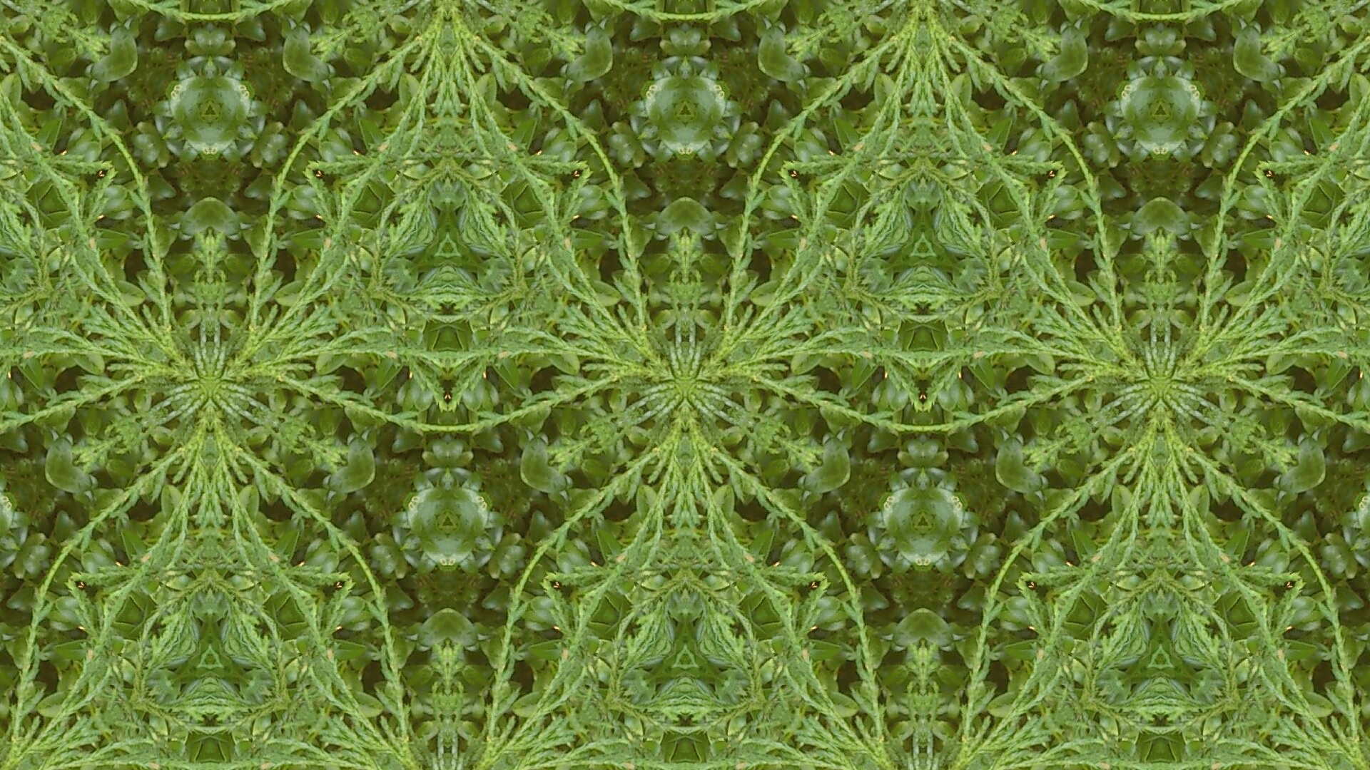 Augalų kaleidoskopas | Laima