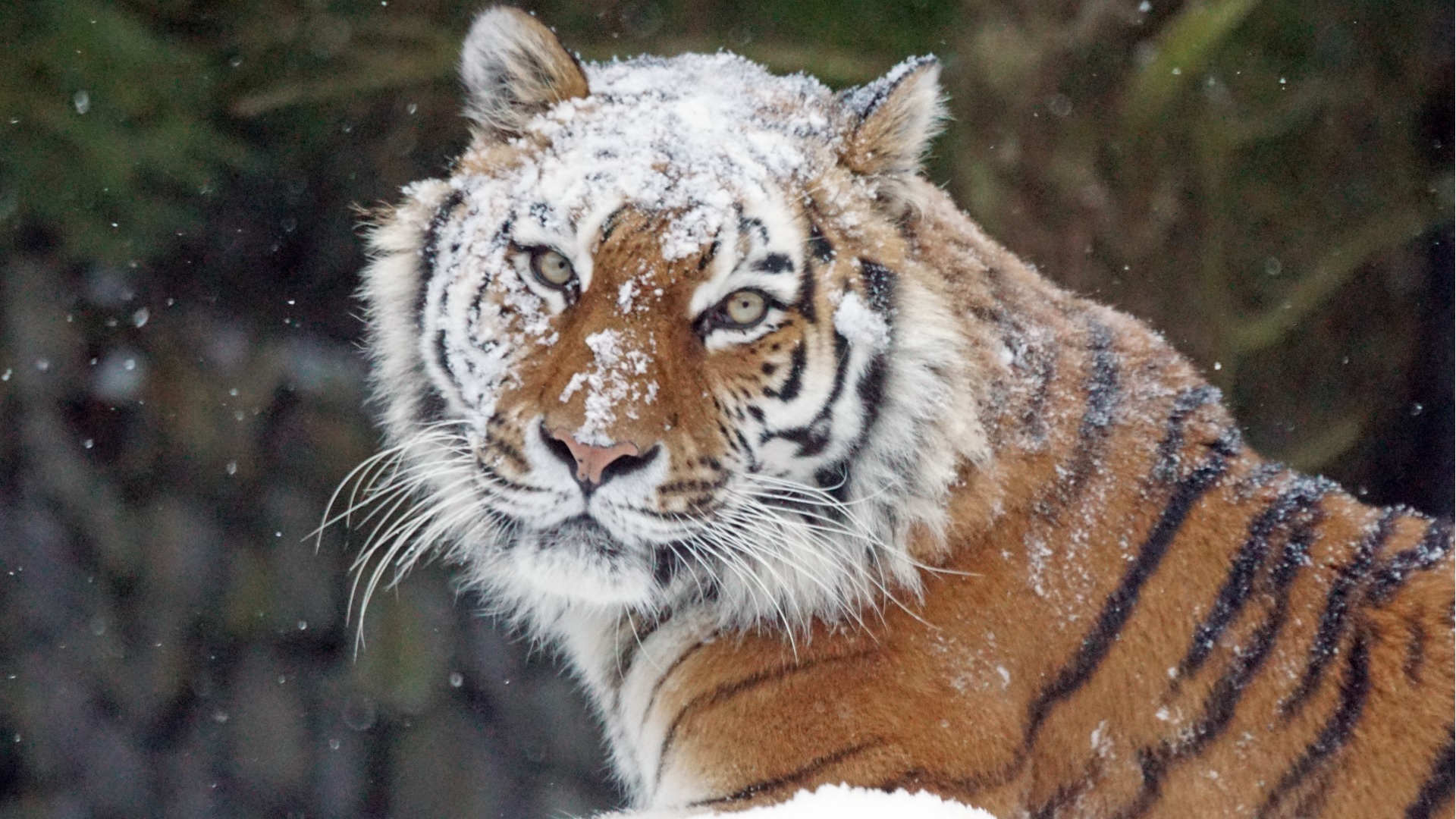 Tigras žiemą | 