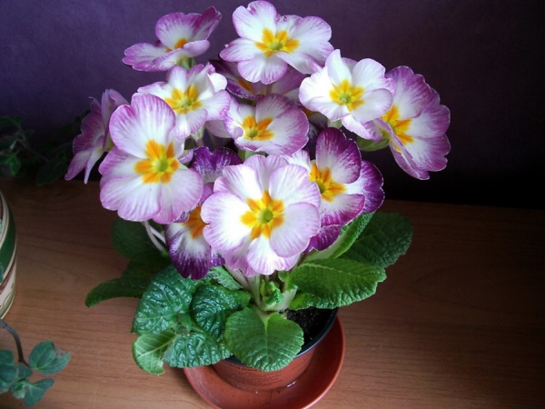 Raktažolės (Primulės) Raktažolės (Primulės)
