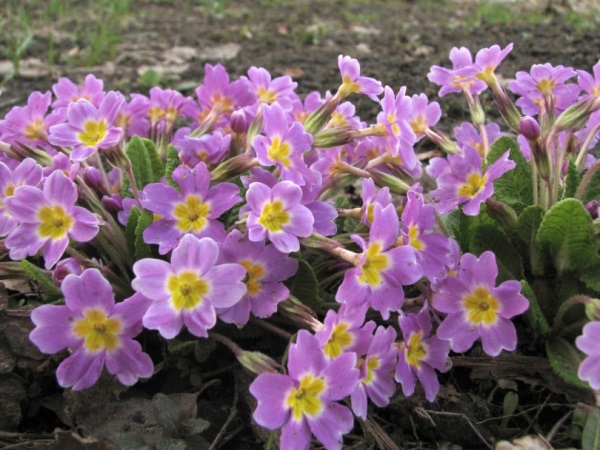 Raktažolės (Primulės) Raktažolės (Primulės)