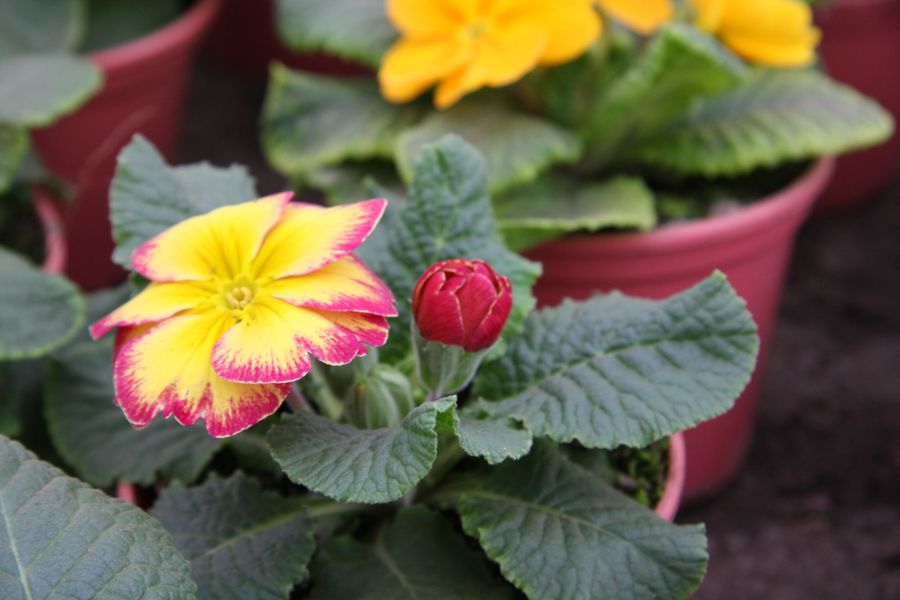 Raktažolės (Primulės) Raktažolės (Primulės)