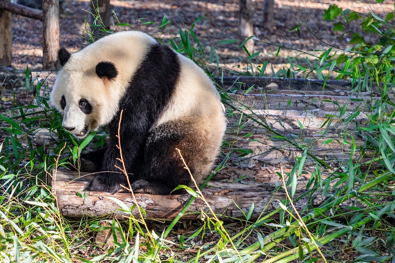 Didžioji panda | Ailuropoda melanoleuca