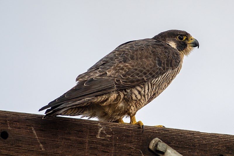Sakalas keleivis | Falco peregrinus