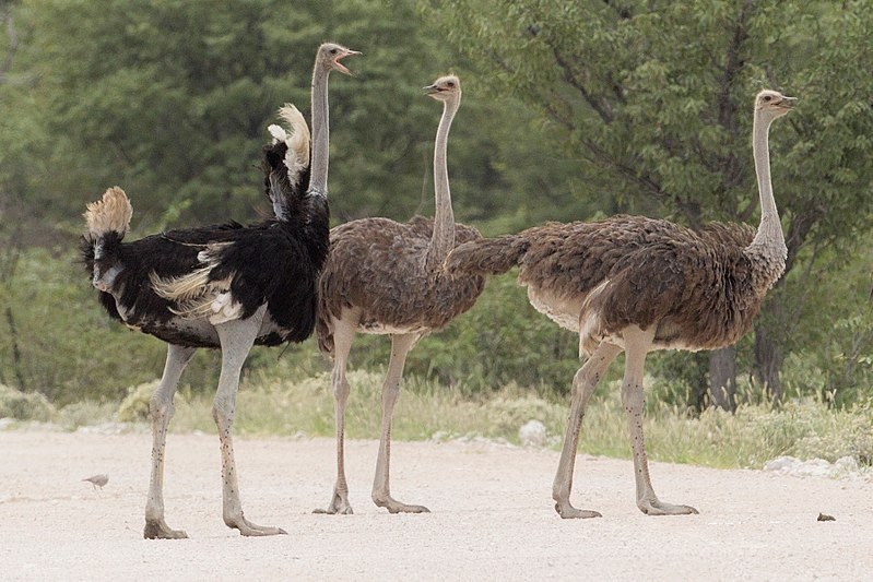 Strutis | Struthio camelus