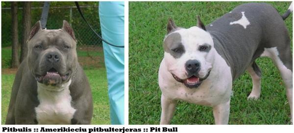 Pitbulterjeras | Pit Bull