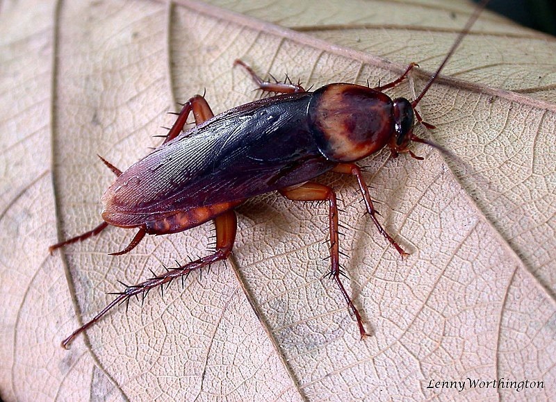 Amerikietiškasis tarakonas :: Periplaneta americana