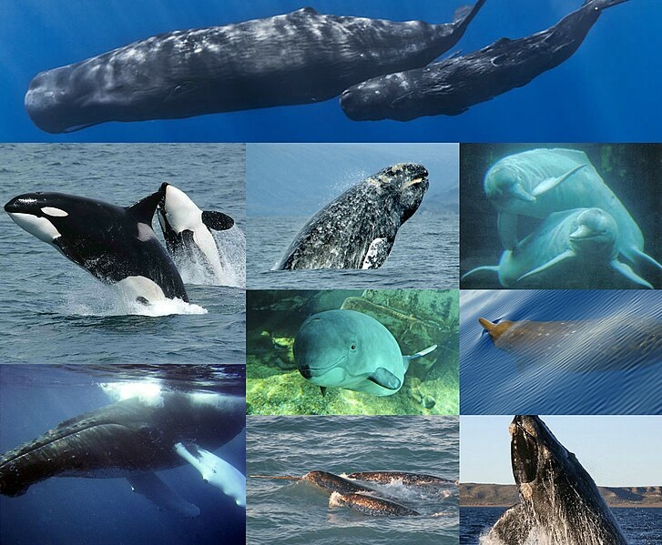 Banginis | Cetacea