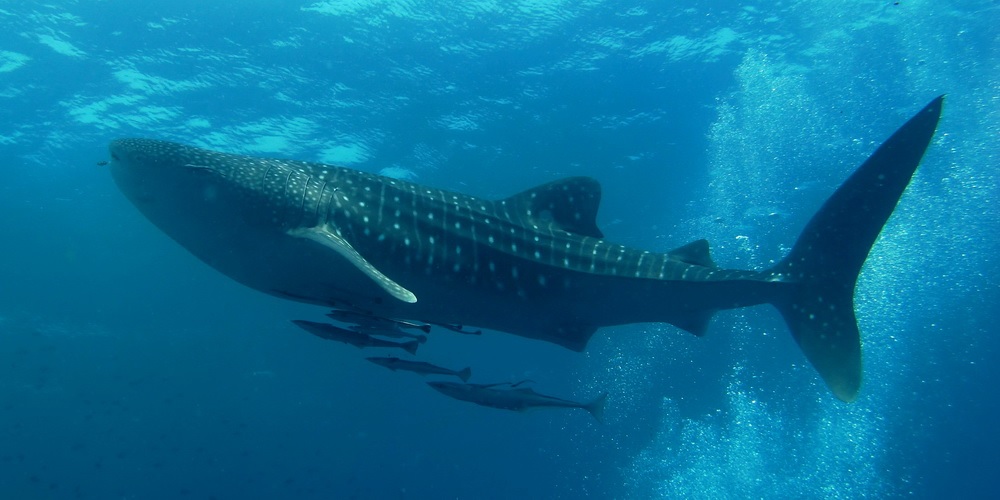 Bangininis ryklys | Rhincodon typus