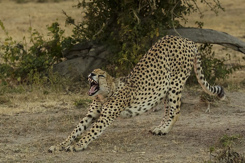 Gepardas | Acinonyx jubatus