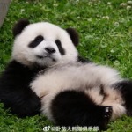 Dėlionė Panda